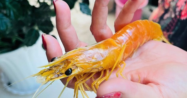 Nuôi tôm hơn 25 năm, phát hiện con tôm sú vàng như luộc