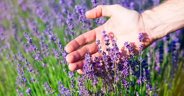 Việt Nam có loại hoa ‘chảy’ ra dầu dưỡng tóc, kích thích mọc tóc: Dùng đúng thành ‘thảo dược vạn năng’