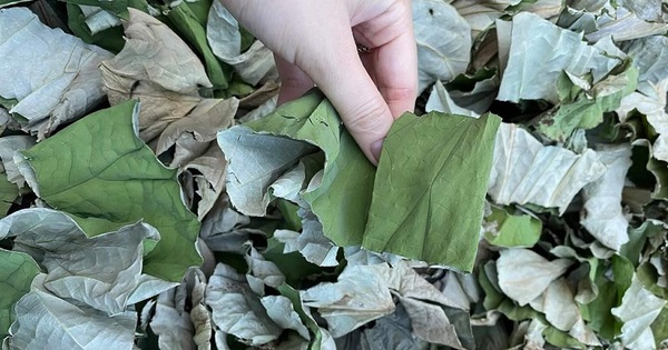 Việt Nam có 1 loại lá phơi khô được ví như "nhân sâm của người nghèo": Giúp hạ mỡ máu, mát gan, ngừa ung thư hiệu quả nhưng ít ai biết