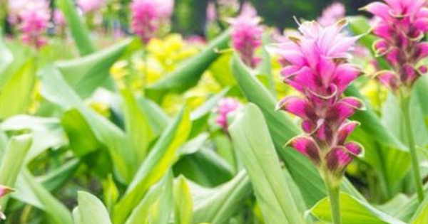 Một ‘mỏ vàng dưới lòng đất’ thế giới rất hiếm nhưng Việt Nam sở hữu 50.000 ha: Thu hơn 500 tỷ đồng kể từ đầu năm, chỉ dưới 10 quốc gia trên thế giới sở hữu