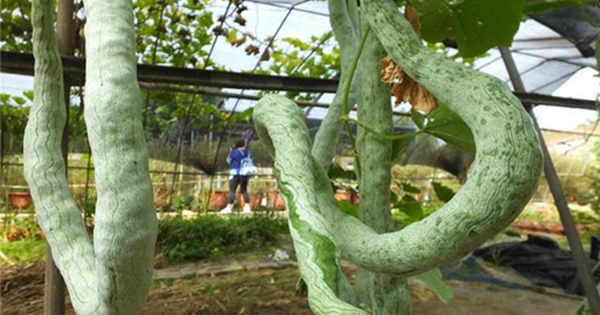 4 loại quả "không thuốc trừ sâu" lại bổ như sâm, chợ Việt nào cũng có