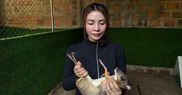 Mạnh dạn nuôi con vật có trong sách Đỏ, bán 10 triệu đồng/cặp, người phụ nữ thu lãi "khủng"