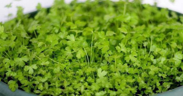 2 loại rau thơm "không ngậm thuốc trừ sâu", bán đầy ở khắp các chợ Việt
