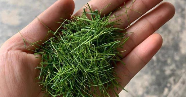 Đừng chỉ ăn quả, lá loại cây này quý như "nhân sâm người nghèo" ở quê mọc um tùm