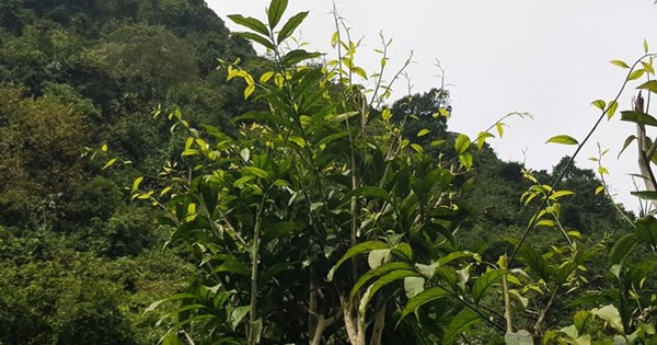 Loại rau từng mọc dại, không ai ngó tới, nay thành đặc sản đắt như thịt: Giúp giữ rừng và làm giàu