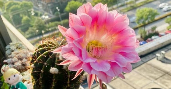 6 loài hoa đẹp như tiên, hương thơm tỏa đi trăm mét, trồng ở ban công hay sân vườn đều lý tưởng