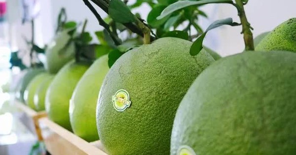 Trái bưởi tươi Việt Nam vào thị trường Australia