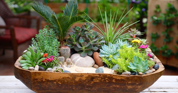 WHO đặc biệt cảnh báo 1 nguy cơ ngay trong nhà: Chuyên gia khuyên trồng loại cây giá rẻ này để "hóa giải"