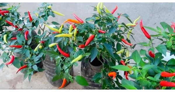Chàng trai trẻ gây sốt vì trồng ớt bằng chai nước khoáng: 5 cây thu được 5kg, ăn quanh năm không hết
