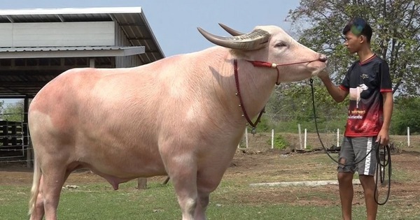 Con trâu bạch tạng được trả 3,9 tỷ đồng, người đàn ông quyết không bán