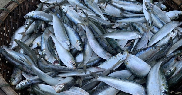 Loại cá "béo" giúp giảm mỡ máu, giàu omega-3 hơn cả cá hồi, giá rẻ bán la liệt chợ Việt
