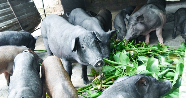 Loại rau phá môi trường, người Việt dùng nuôi lợn nay thành mặt hàng triệu đô: Việt Nam xuất khẩu top 1