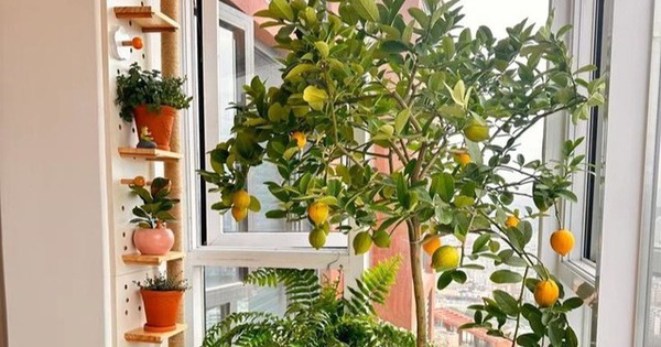 Ngoài ăn quả, loại cây này còn có lá được ví như "thần dược chữa bệnh", trồng dễ như trở bàn tày!