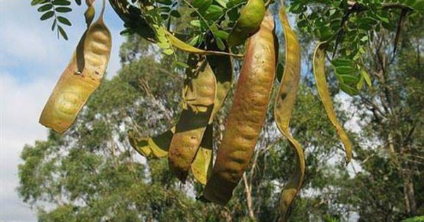 1 loại quả mọc dại ở Việt Nam có giá hơn 2 triệu đồng/kg ở Trung Quốc: Hóa ra là "kho" dược liệu quý