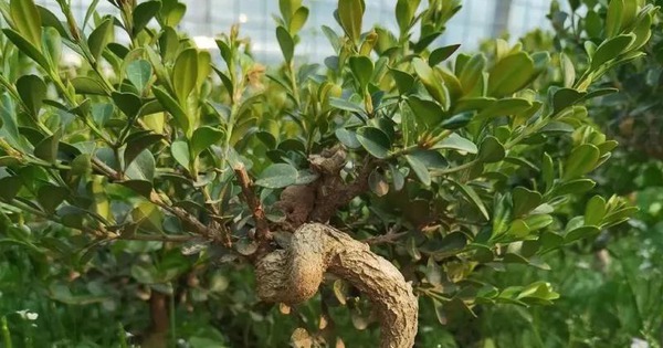 5 cây xanh giới nhà giàu "quý hơn vàng", gia đình phú quý càng thêm thịnh vượng