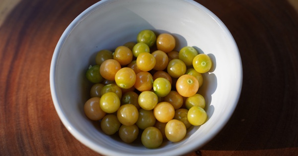 Việt Nam có loại quả dại, ít người ăn, sang Nhật có giá 2,9 triệu đồng/kg: Tiềm năng phòng ung thư