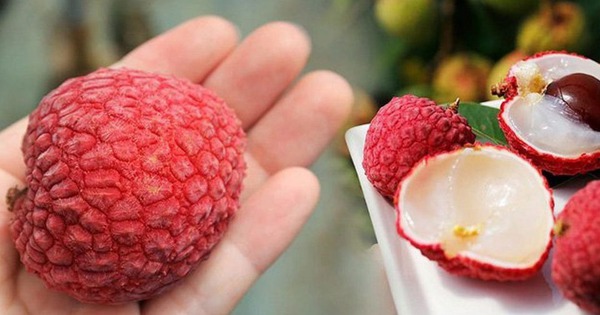 Dấu hiệu nhận biết quả vải bị sâu đầu, chỉ cần liếc mắt nhìn là nhận ra, không ai lừa nổi mình!