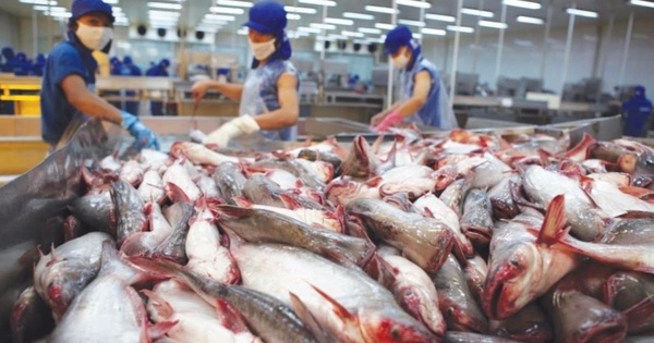 Phế phẩm cá từng cho heo ăn hoặc vứt bỏ nay thành mặt hàng triệu đô, doanh nghiệp Việt đổ xô săn đón