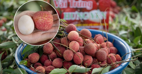 Từng chạm mốc 400.000 đồng/kg, cận cảnh cây vải tổ khiến nhiều người bất ngờ về giống vải trứng