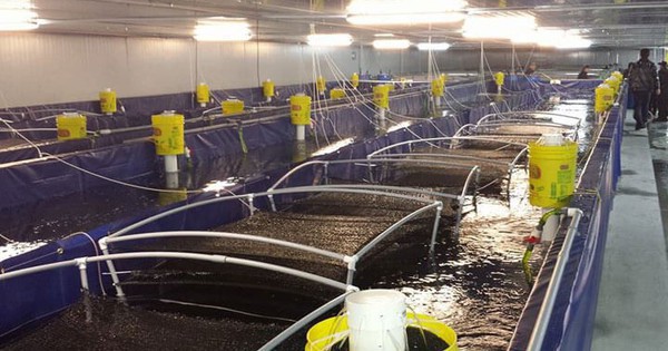 'Át chủ bài' mới cho mỏ vàng 4 tỷ USD của Việt Nam: Vừa bị Mỹ áp thuế phá giá hơn 35% - nước ta là ông trùm top 2 toàn cầu