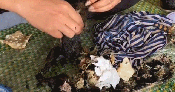 Món đen sì như than cháy khiến ai cũng tưởng khoai nướng, hoá ra là đặc sản "rùng mình" ở nhiều vùng quê Việt
