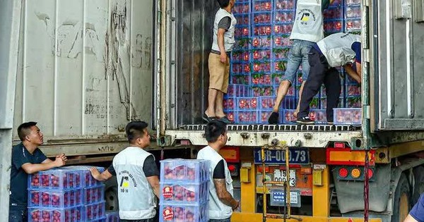Vải thiều được mùa, nâng tầm xuất khẩu