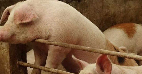 Vì sao Trung Quốc siết chặt hoạt động “vỗ béo”, muốn nuôi heo “thon gọn”?