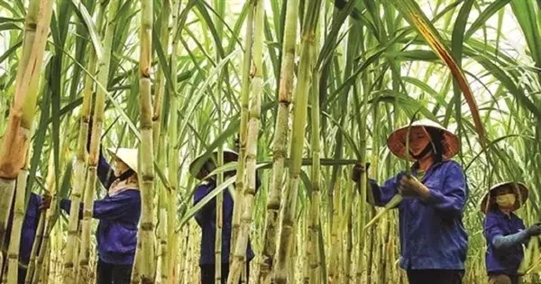 Đường tồn đọng chưa từng có, nhiều nhà máy 'cháy' kho