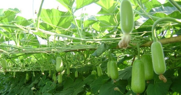 Loại quả mọc bờ bụi xưa nay hóa đặc sản, "có giá" trên mâm cơm