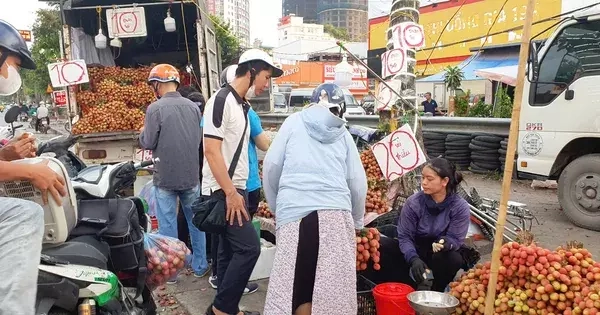 Mùa vải chín