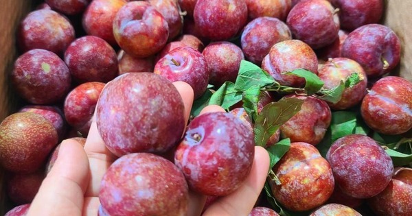 Mận đang bán đầy chợ, nhìn vào chỗ này biết ngay quả nào đắng chát, đọc rồi nhắc người thân của bạn nhé!