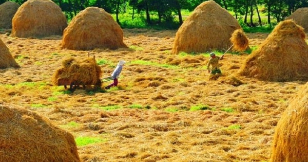 Sau mỗi mùa vụ, người Việt lại làm 1 việc: "Kho báu tỷ đô" bị thiêu rụi, hại cả môi trường lẫn sức khỏe