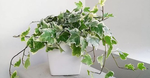 Loài cây này đỉnh như máy lọc không khí, hút sạch 80% khí độc bụi bẩn trong nhà