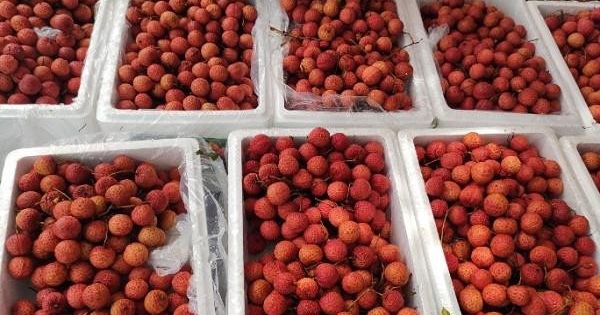 'Ruby đỏ' của Việt Nam ngon đến mức người Trung Quốc cũng phải tấm tắc khen, giá xuất khẩu tăng gấp 3 lần trong năm nay