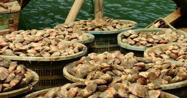 Kho báu của Việt Nam được người Trung Quốc khen "ăn cả ngày không chán": xuất khẩu tăng hơn 300%, toàn cường quốc săn lùng