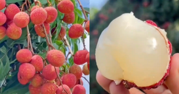 Một phụ nữ phải đi cấp cứu vì ăn hơn 100 quả vải: Có thể ăn tối đa bao nhiêu quả vải một ngày?