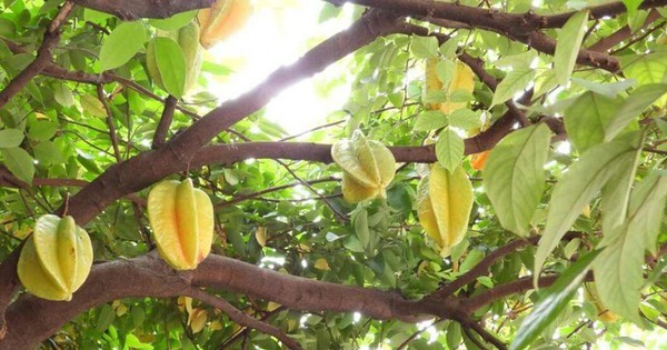 Loại cây "hút vàng" vào nhà: Vận may nối đuôi kéo tới, càng trồng lâu càng phát lộc