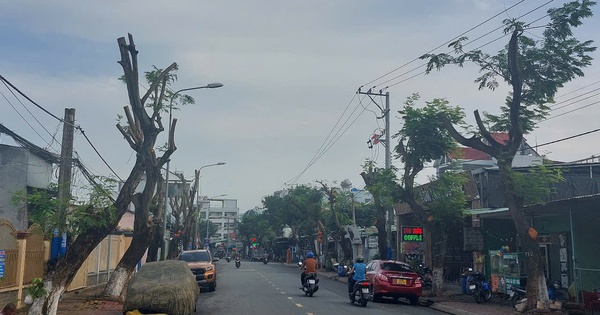 Hình ảnh hàng cây bị đốn hạ, cắt tỉa trơ trụi trên đường phố Dĩ An, Bình Dương