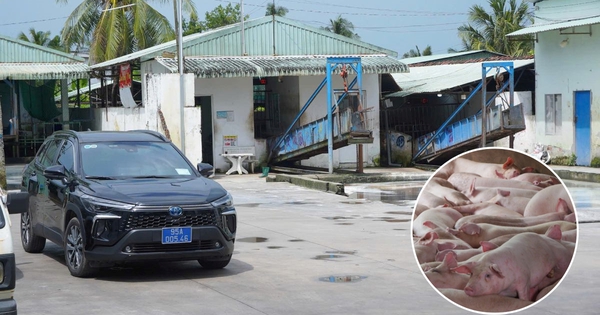 Cận cảnh bên trong cơ sở giết mổ heo gia công cho Công ty C.P Việt Nam tại Hậu Giang