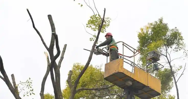 Tỉa cành mọc chặn lối đi, người đàn ông sốc khi biết cây có giá 3,6 tỷ đồng, hàng xóm đòi bồi thường 170 triệu đồng, tòa tuyên bố: Không cần đền