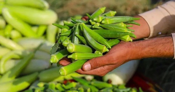 Các nhà khoa học phát hiện rau quen thuộc là khắc tinh của vi nhựa