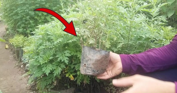 Thứ cây tưởng chỉ để ăn lại là "bùa hộ mệnh" trước cửa, ông bà xưa khuyên nhà nào cũng nên trồng