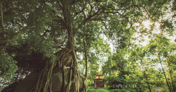 Cây di sản nghìn năm tuổi có dáng độc nhất vô nhị ở Việt Nam: Kiệt tác bonsai thiên tạo