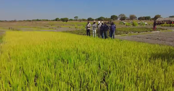 Sở Nông nghiệp Angola đến tận nơi xem team châu Phi thu hoạch lúa, được thưởng thức món nước giải khát đậm chất Việt Nam
