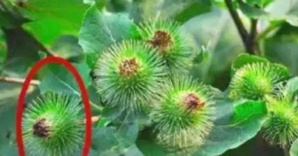 Cỏ dại người thường không ai hái, ai tinh mắt đem bán bỗng vớ được “mỏ tiền”