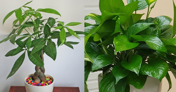 3 cây phong thủy là "vật giữ vía của" người Nhật: Vừa dễ trồng vừa thu hút tài lộc