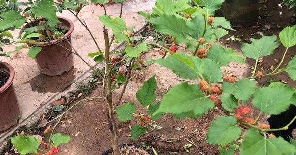 Loài cây trồng trước nhà thì gia chủ lụi bại, rời ra sau lại hóa vượng khí