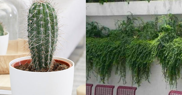 Nhiều người đang trồng 5 cây này mà không hay biết: Hao tài, mất lộc, thu hút vận xui