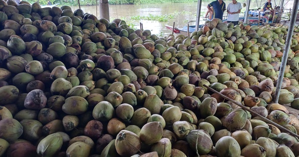 Sốc với đà tăng của giá dừa trong nước