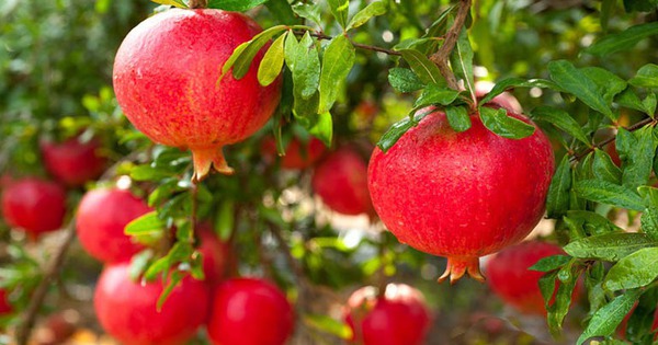 4 loại cây cứ trồng là "ôm lộc" vào nhà, chặt đi là mất hết!